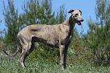 GREYHOUND 149